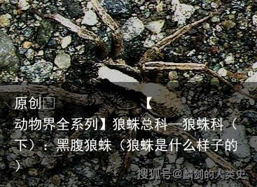 狼蛛总科—狼蛛科（下）：黑腹狼蛛（狼蛛是什么样子的）