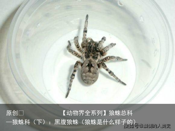 狼蛛总科—狼蛛科（下）：黑腹狼蛛（狼蛛是什么样子的）
