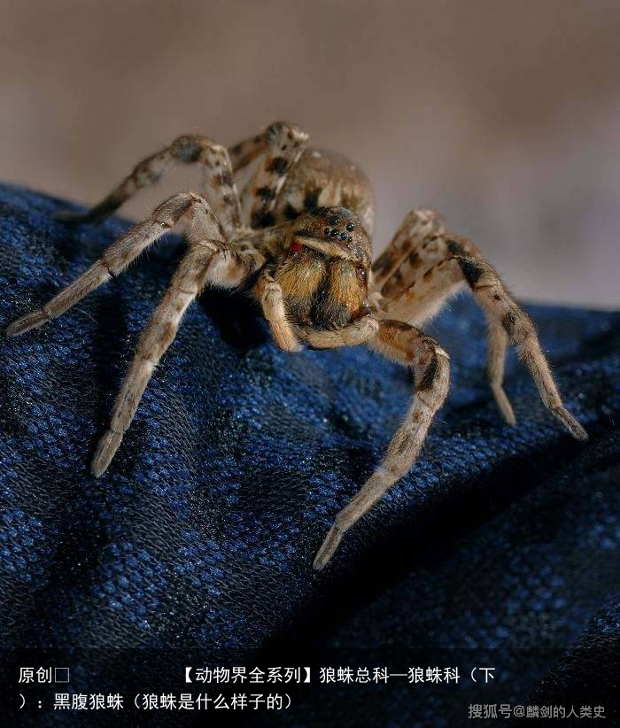 狼蛛总科—狼蛛科（下）：黑腹狼蛛（狼蛛是什么样子的）