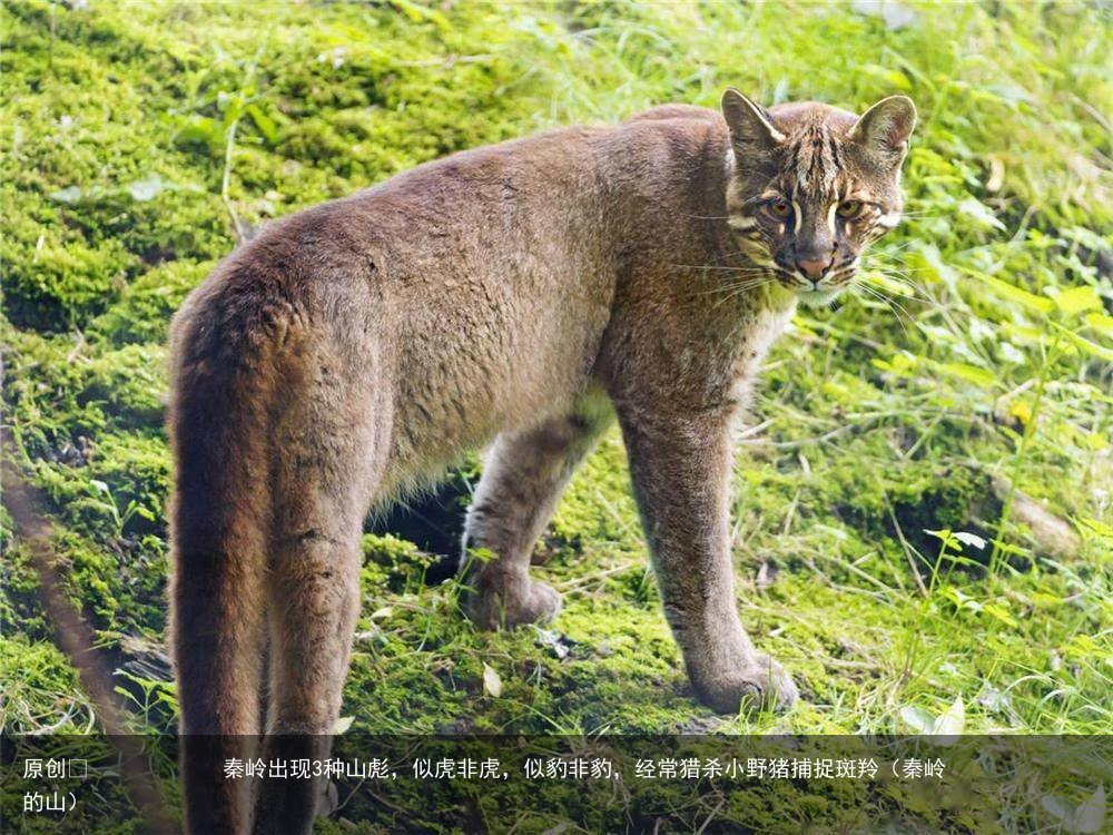 秦岭出现3种山彪，似虎非虎，似豹非豹，经常猎杀小野猪捕捉斑羚