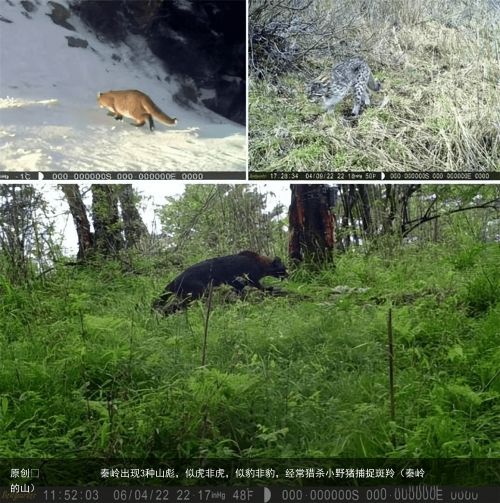 秦岭出现3种山彪，似虎非虎，似豹非豹，经常猎杀小野猪捕捉斑羚