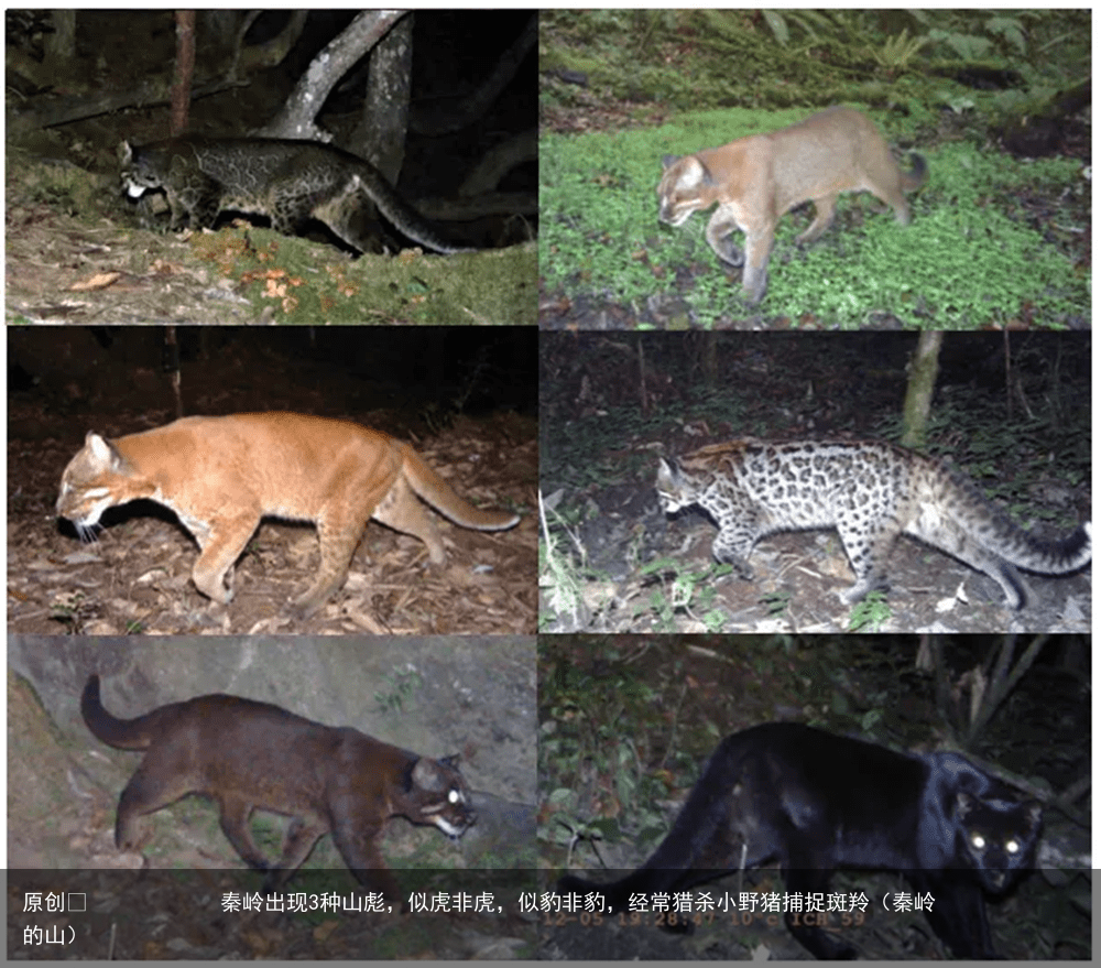 秦岭出现3种山彪，似虎非虎，似豹非豹，经常猎杀小野猪捕捉斑羚