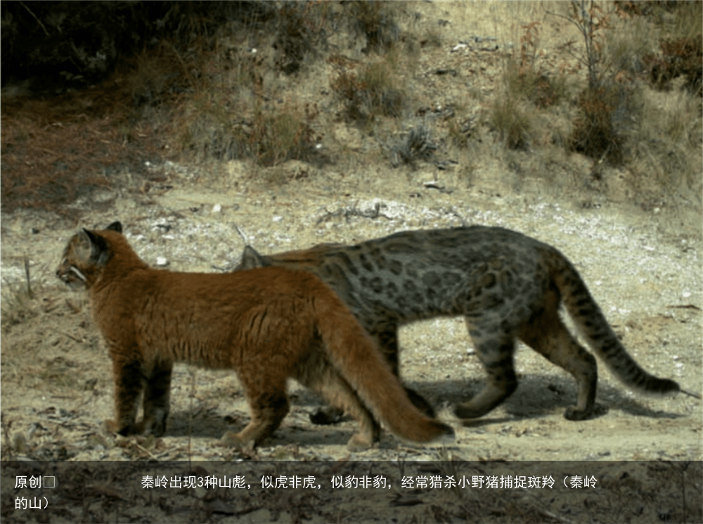 秦岭出现3种山彪，似虎非虎，似豹非豹，经常猎杀小野猪捕捉斑羚