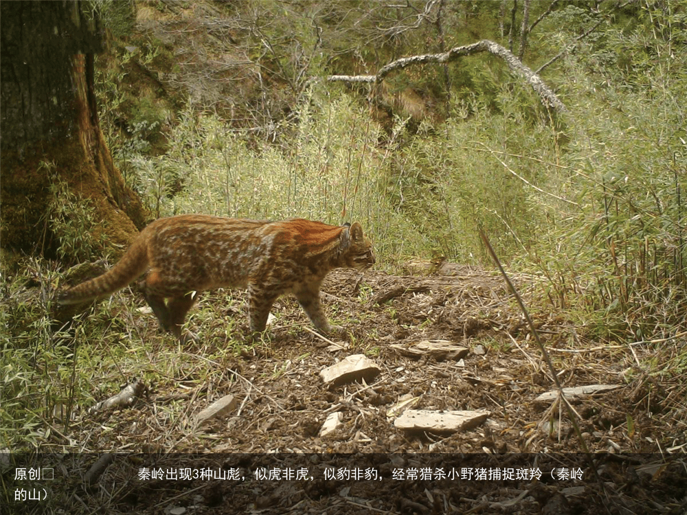 秦岭出现3种山彪，似虎非虎，似豹非豹，经常猎杀小野猪捕捉斑羚