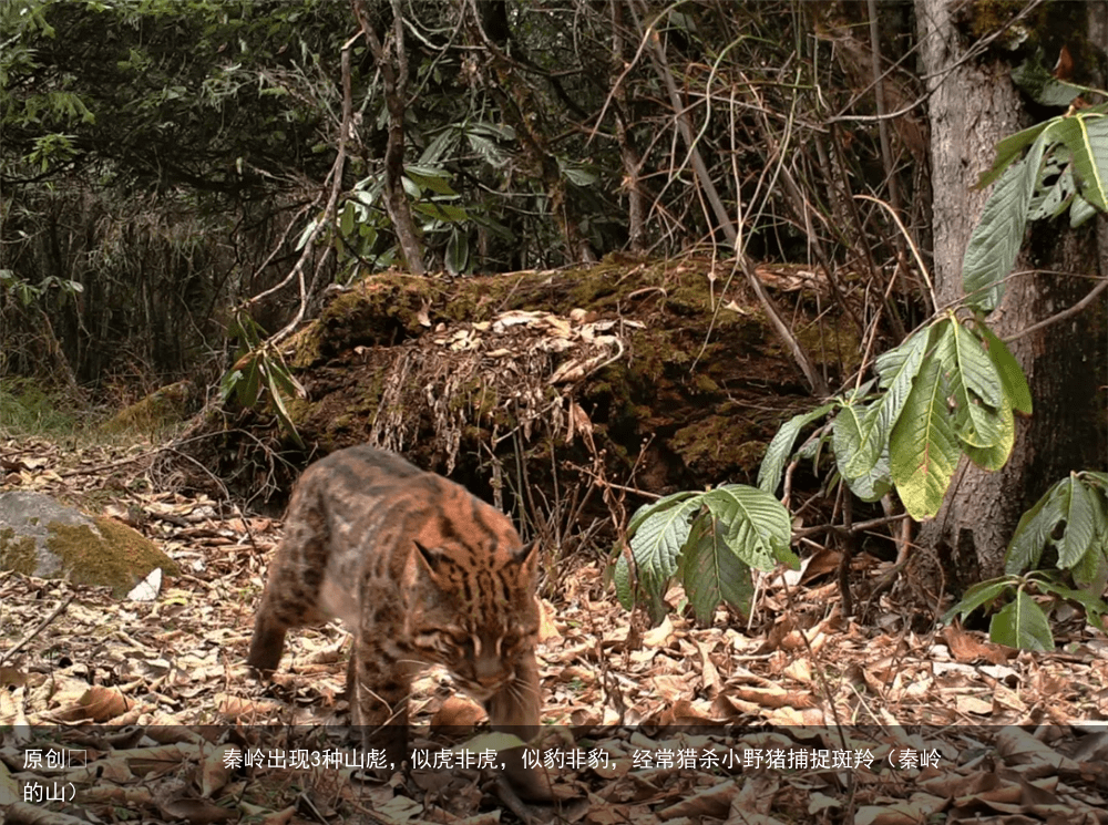 秦岭出现3种山彪，似虎非虎，似豹非豹，经常猎杀小野猪捕捉斑羚