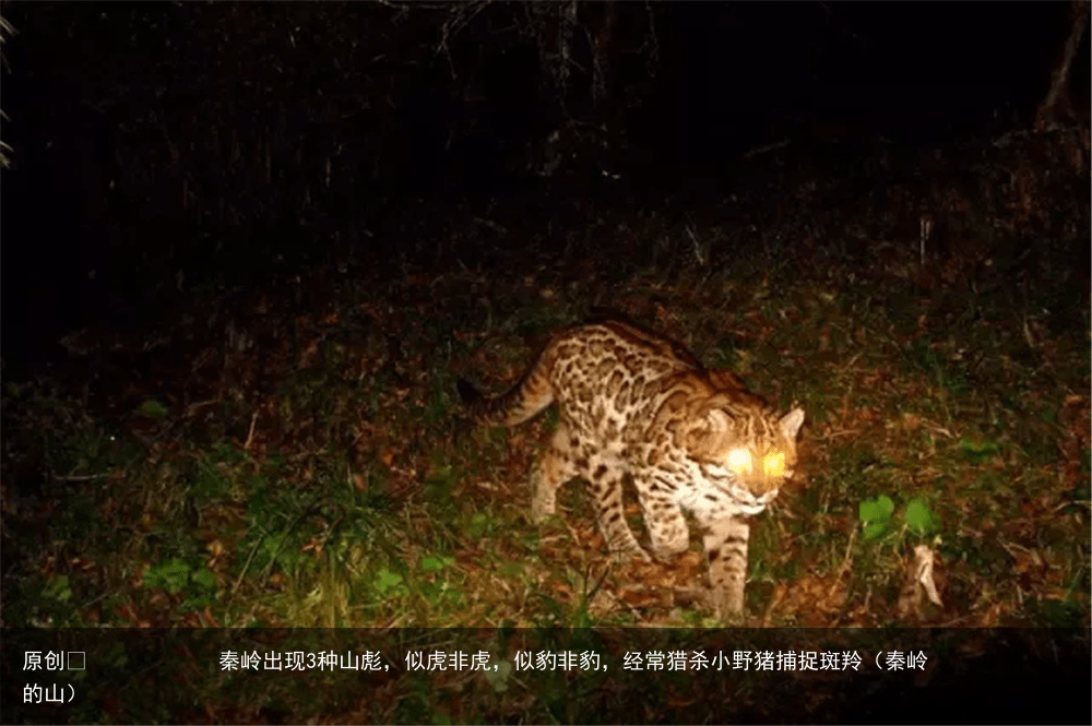 秦岭出现3种山彪，似虎非虎，似豹非豹，经常猎杀小野猪捕捉斑羚