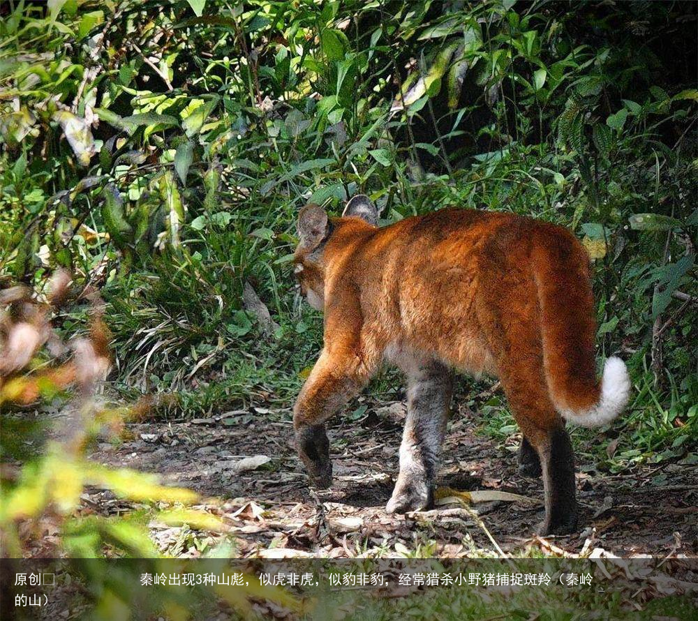 秦岭出现3种山彪，似虎非虎，似豹非豹，经常猎杀小野猪捕捉斑羚