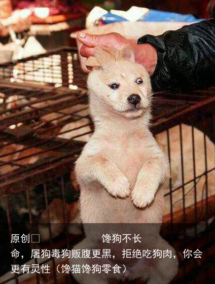 馋狗不长命，屠狗毒狗贩腹更黑，拒绝吃狗肉，你会更有灵性（馋猫馋狗零食）