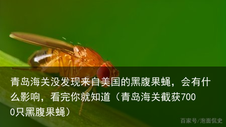 青岛海关没发现来自美国的黑腹果蝇，会有什么影响，看完你就知道（青岛海关截获7000只黑腹果蝇）