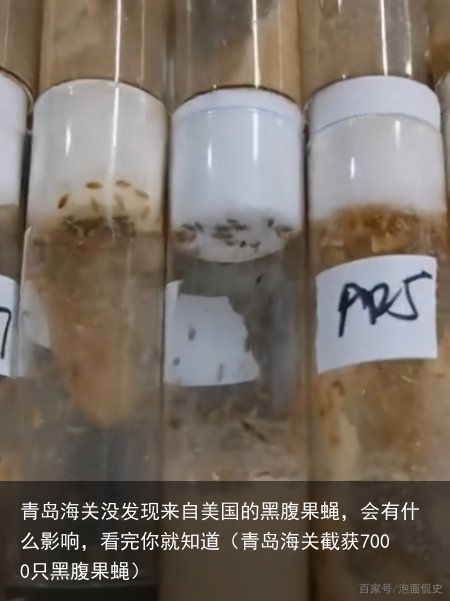 青岛海关没发现来自美国的黑腹果蝇，会有什么影响，看完你就知道（青岛海关截获7000只黑腹果蝇）
