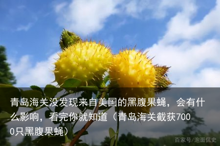 青岛海关没发现来自美国的黑腹果蝇，会有什么影响，看完你就知道（青岛海关截获7000只黑腹果蝇）