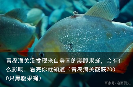 青岛海关没发现来自美国的黑腹果蝇，会有什么影响，看完你就知道（青岛海关截获7000只黑腹果蝇）