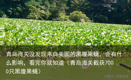 青岛海关没发现来自美国的黑腹果蝇，会有什么影响，看完你就知道（青岛海关截获7000只黑腹果蝇）