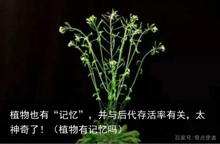 植物也有“记忆”，并与后代存活率有关，太神奇了！（植物有记忆吗）
