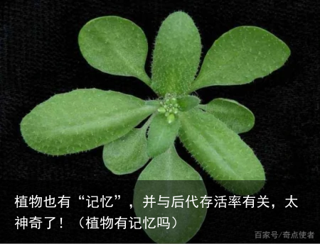 植物也有“记忆”，并与后代存活率有关，太神奇了！（植物有记忆吗）