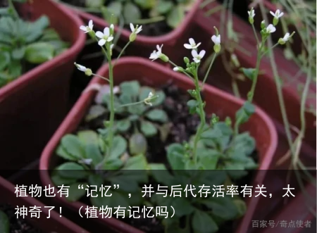 植物也有“记忆”，并与后代存活率有关，太神奇了！（植物有记忆吗）