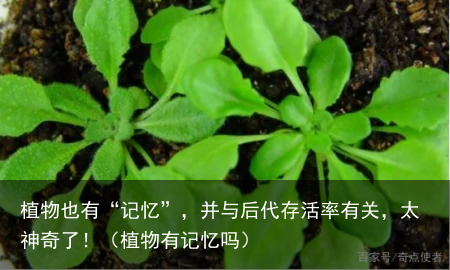 植物也有“记忆”，并与后代存活率有关，太神奇了！（植物有记忆吗）