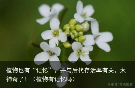 植物也有“记忆”，并与后代存活率有关，太神奇了！（植物有记忆吗）