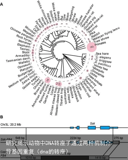 研究揭示动物中DNA转座子通过两种机制介导基因重复（dna的转座）