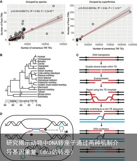 研究揭示动物中DNA转座子通过两种机制介导基因重复（dna的转座）