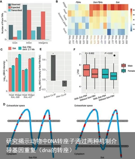 研究揭示动物中DNA转座子通过两种机制介导基因重复（dna的转座）