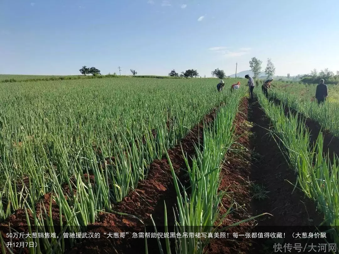 50万斤大葱销售难，曾驰援武汉的“大葱哥”急需帮助倪妮黑色吊带裙写真美照！每一张都值得收藏！（大葱身价飙升12月7日）