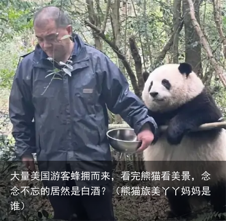 大量美国游客蜂拥而来，看完熊猫看美景，念念不忘的居然是白酒？（熊猫旅美丫丫妈妈是谁）