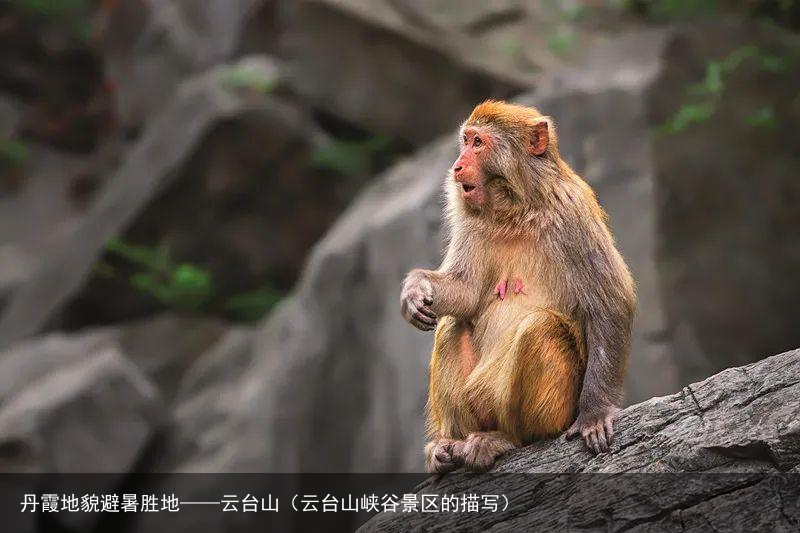 丹霞地貌避暑胜地——云台山（云台山峡谷景区的描写）