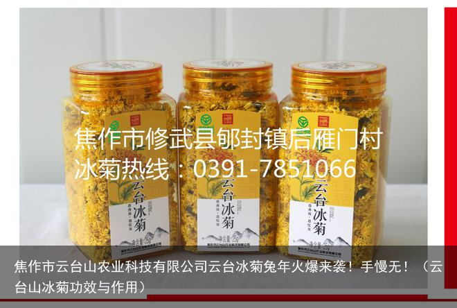 焦作市云台山农业科技有限公司云台冰菊兔年火爆来袭！手慢无！（云台山冰菊功效与作用）