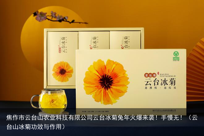 焦作市云台山农业科技有限公司云台冰菊兔年火爆来袭！手慢无！（云台山冰菊功效与作用）