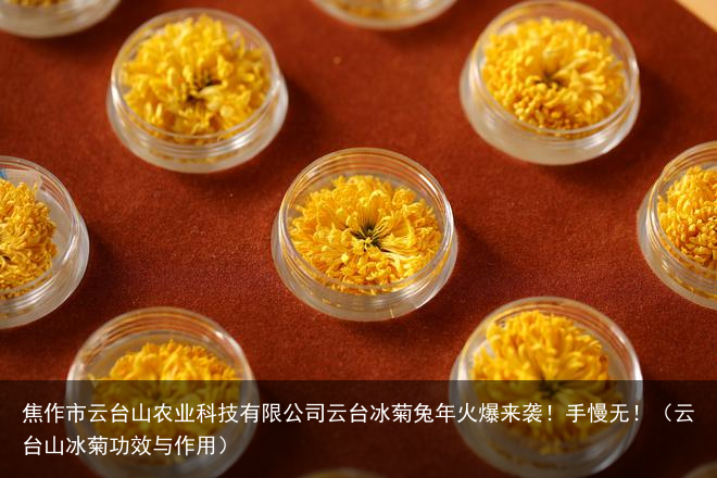 焦作市云台山农业科技有限公司云台冰菊兔年火爆来袭！手慢无！（云台山冰菊功效与作用）