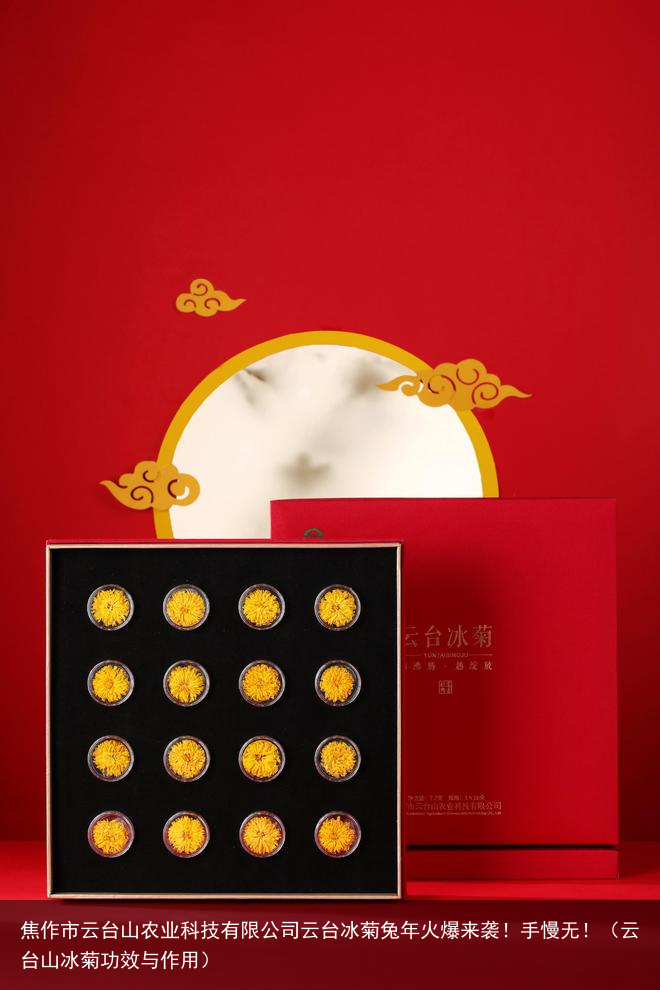 焦作市云台山农业科技有限公司云台冰菊兔年火爆来袭！手慢无！（云台山冰菊功效与作用）