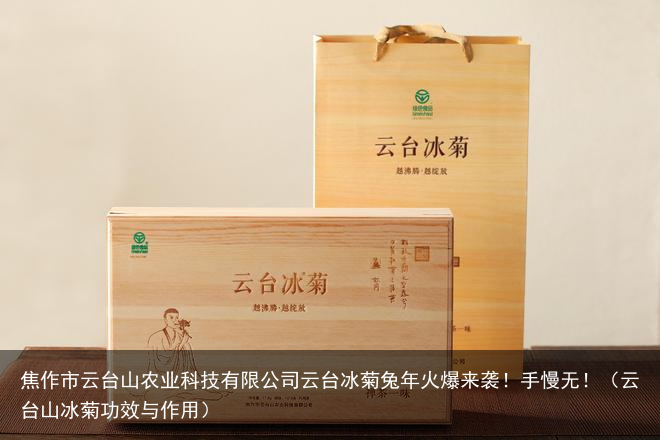 焦作市云台山农业科技有限公司云台冰菊兔年火爆来袭！手慢无！（云台山冰菊功效与作用）