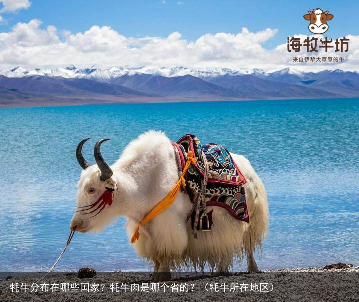 牦牛分布在哪些国家？牦牛肉是哪个省的？（牦牛所在地区）