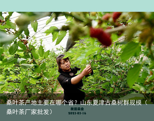 桑叶茶产地主要在哪个省？山东夏津古桑树群规模（桑叶茶厂家批发）
