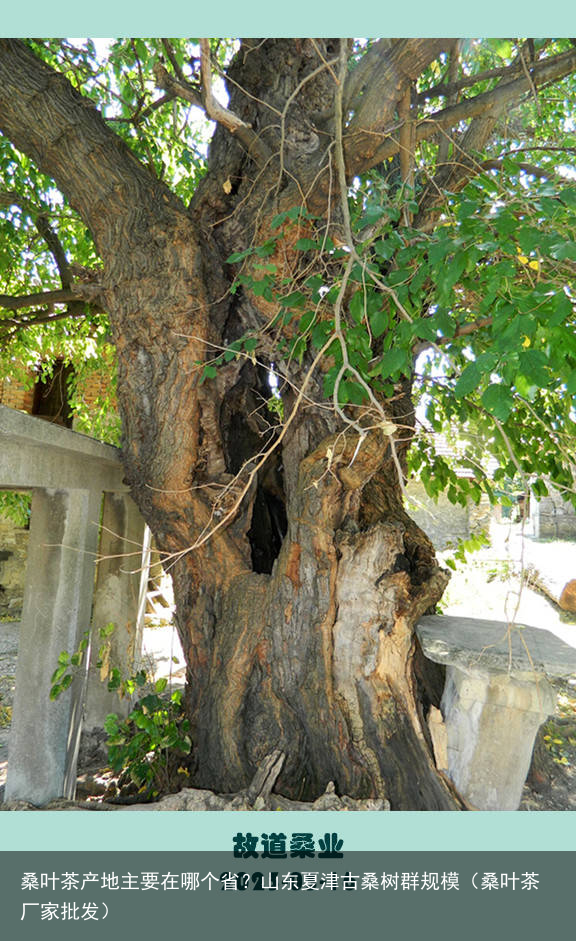 桑叶茶产地主要在哪个省？山东夏津古桑树群规模（桑叶茶厂家批发）