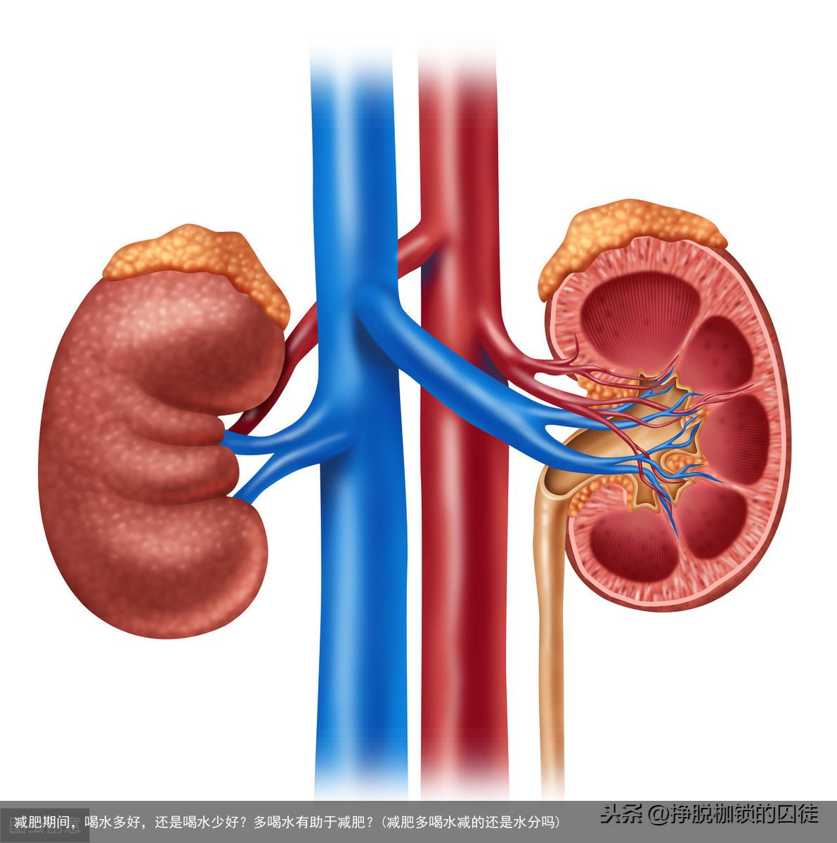 减肥期间，喝水多好，还是喝水少好？多喝水有助于减肥？(减肥多喝水减的还是水分吗)