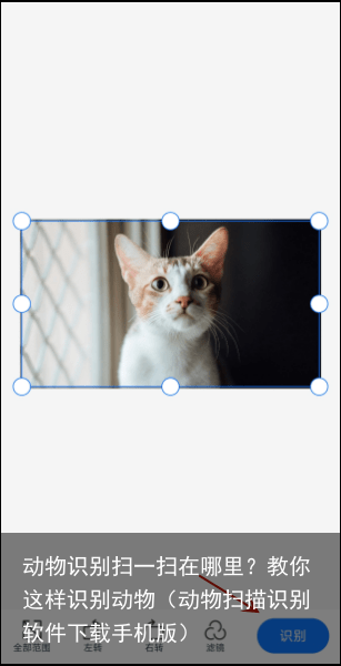 动物识别扫一扫在哪里？教你这样识别动物（动物扫描识别软件下载手机版）