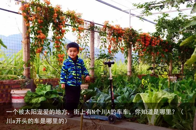 一个被太阳宠爱的地方，街上有N个川A的车车，你知道是哪里？（川a开头的车是哪里的）