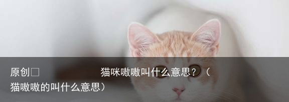 猫咪嗷嗷叫什么意思？（猫嗷嗷的叫什么意思）