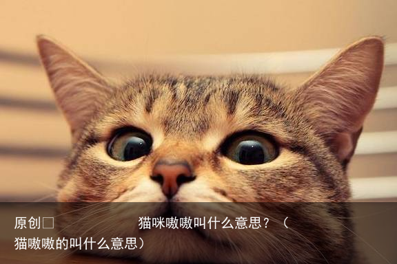 猫咪嗷嗷叫什么意思？（猫嗷嗷的叫什么意思）