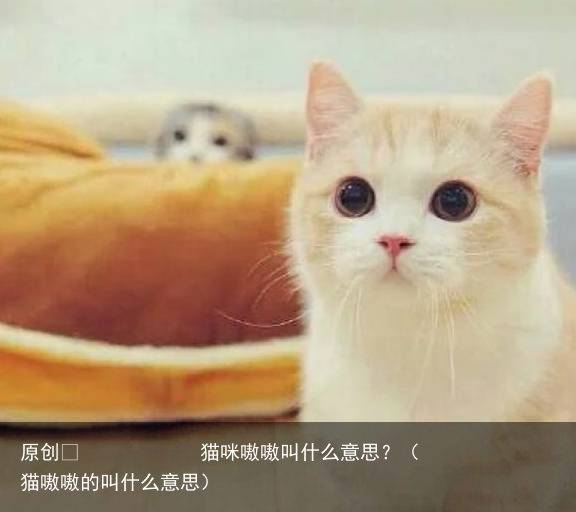 猫咪嗷嗷叫什么意思？（猫嗷嗷的叫什么意思）