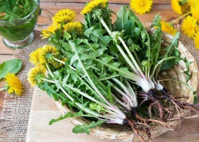 中药又立功？蒲公英可杀死98%癌细胞、消结节？看医生如何说(蒲公英真的可以散结吗百度百科)