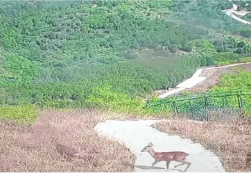 当动物来敲门(小动物敲门图片)
