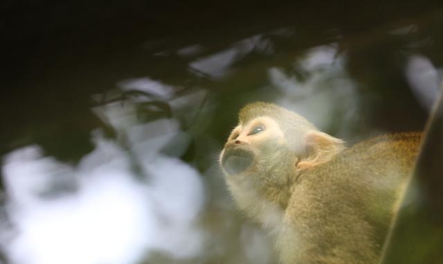 云南丽江旅游攻略: 老君山风景区介绍(云南丽江旅游攻略自由行)