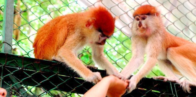 云南丽江旅游攻略: 老君山风景区介绍(云南丽江旅游攻略自由行)