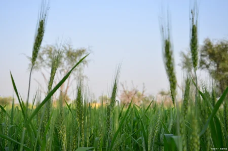 手中有粮心发慌？粮库小麦轮换收购陆续启动多家面粉厂价格涨了（国家粮库收购小麦价格）