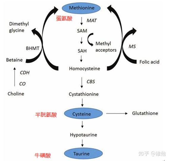 牛磺酸的健康益处有哪些，牛磺酸主要存在于哪些植物性食物里？（搜索一下牛磺酸）