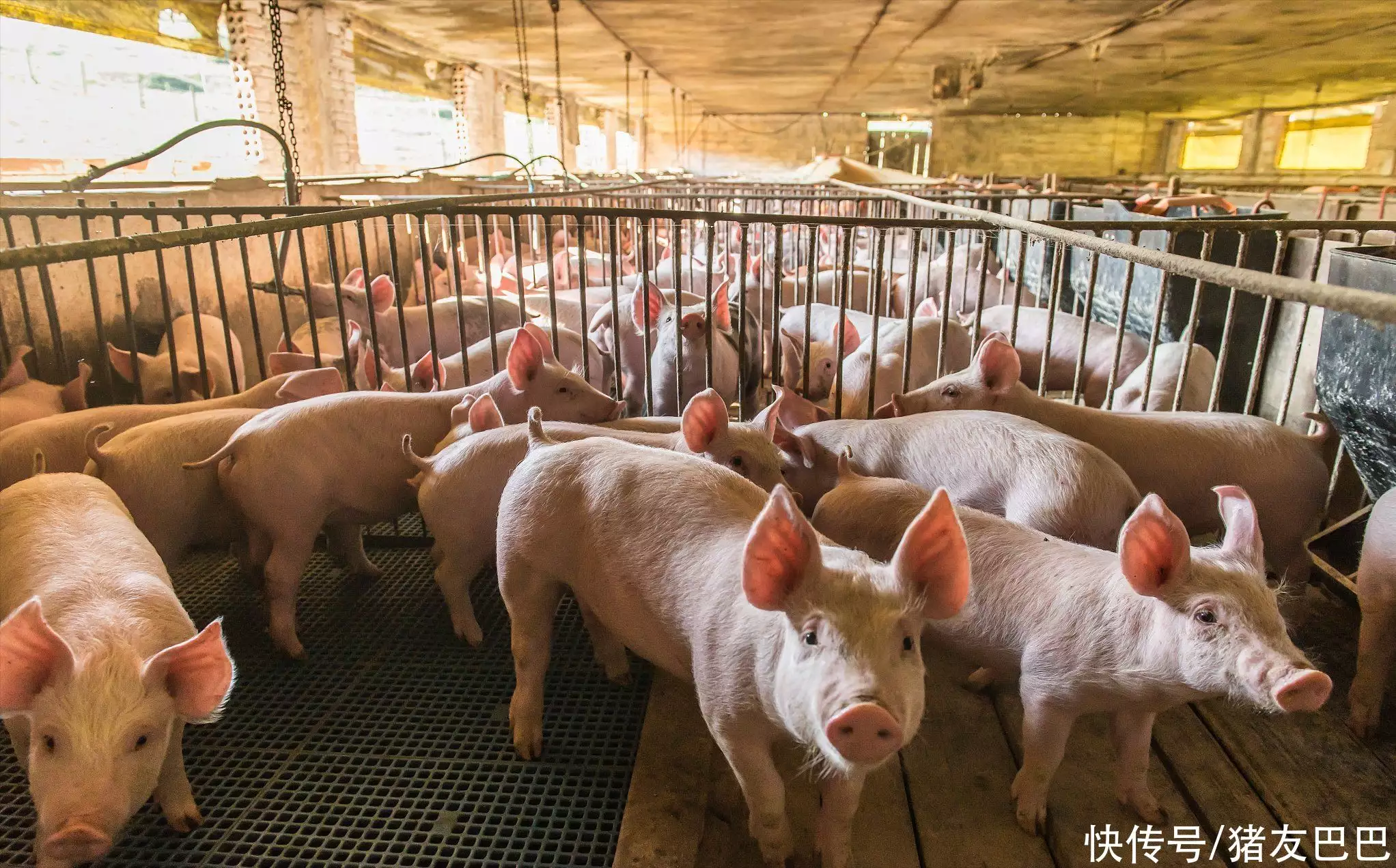 油价“大跌预警”！5月17日，调价后92及95号汽油，生猪价格！