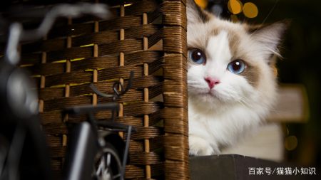 猫咪需要补充“牛磺酸”吗？有什么作用呢？（猫咪需要吃牛磺酸）